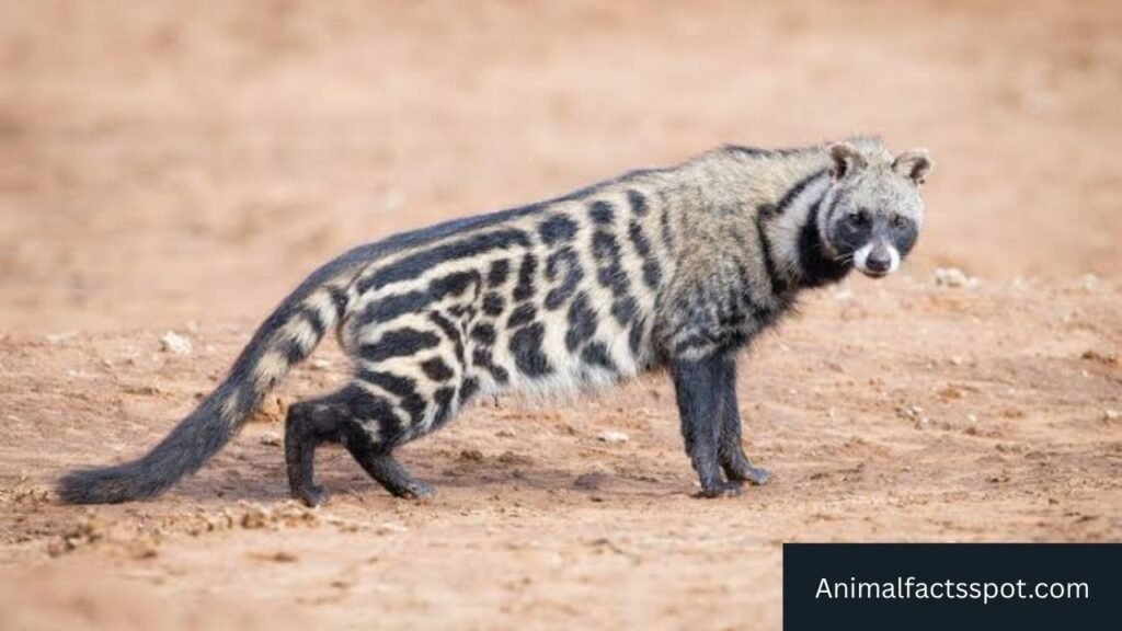 skunk looking animal