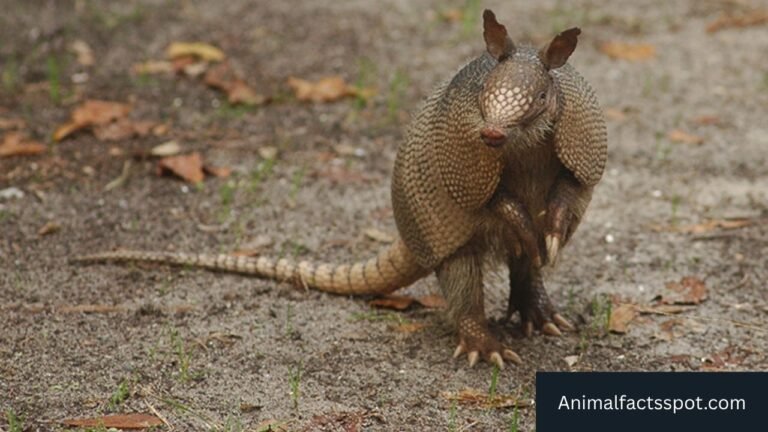 Animals Like Armadillos