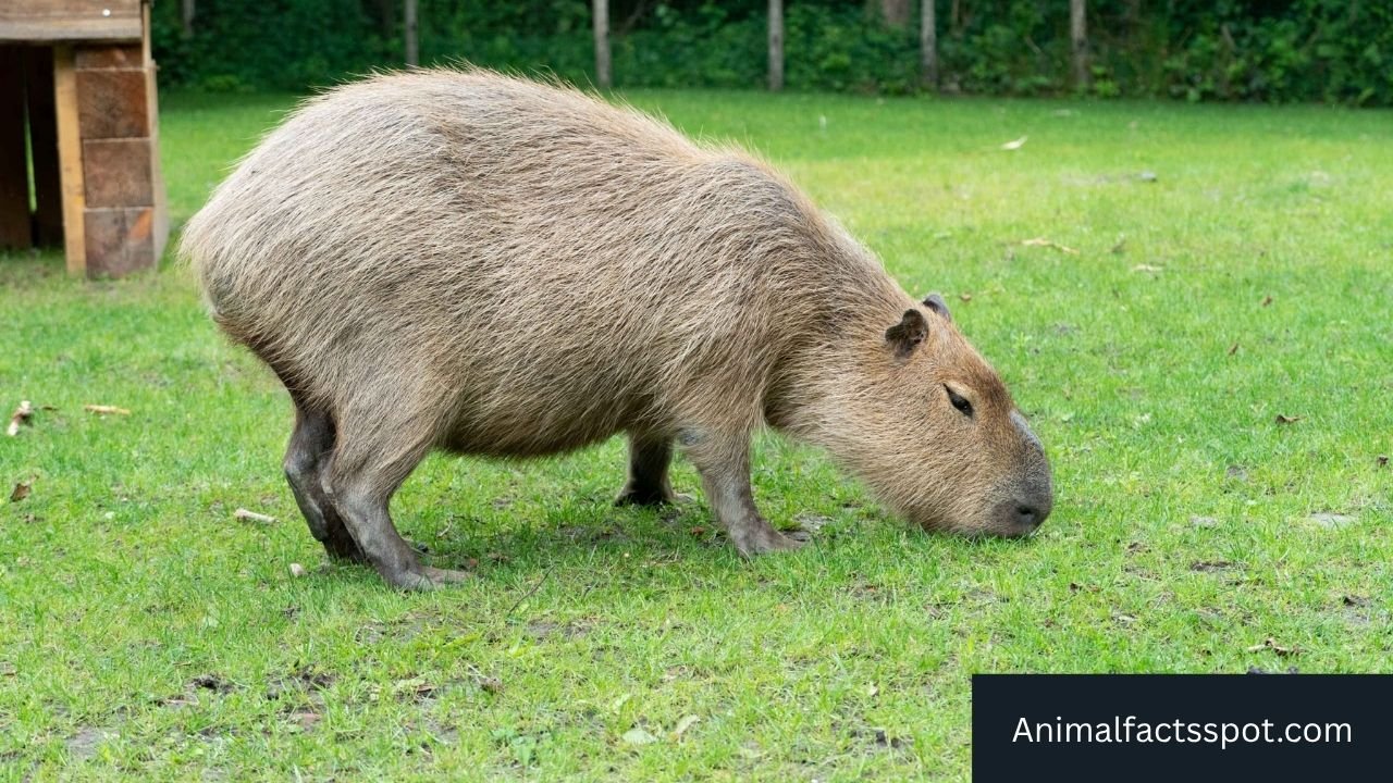 Animals Like Capybara