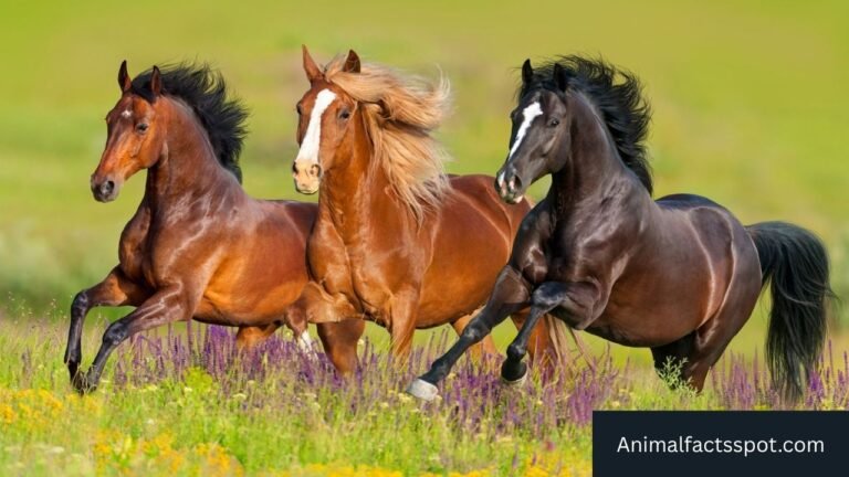 Animals Like Horses