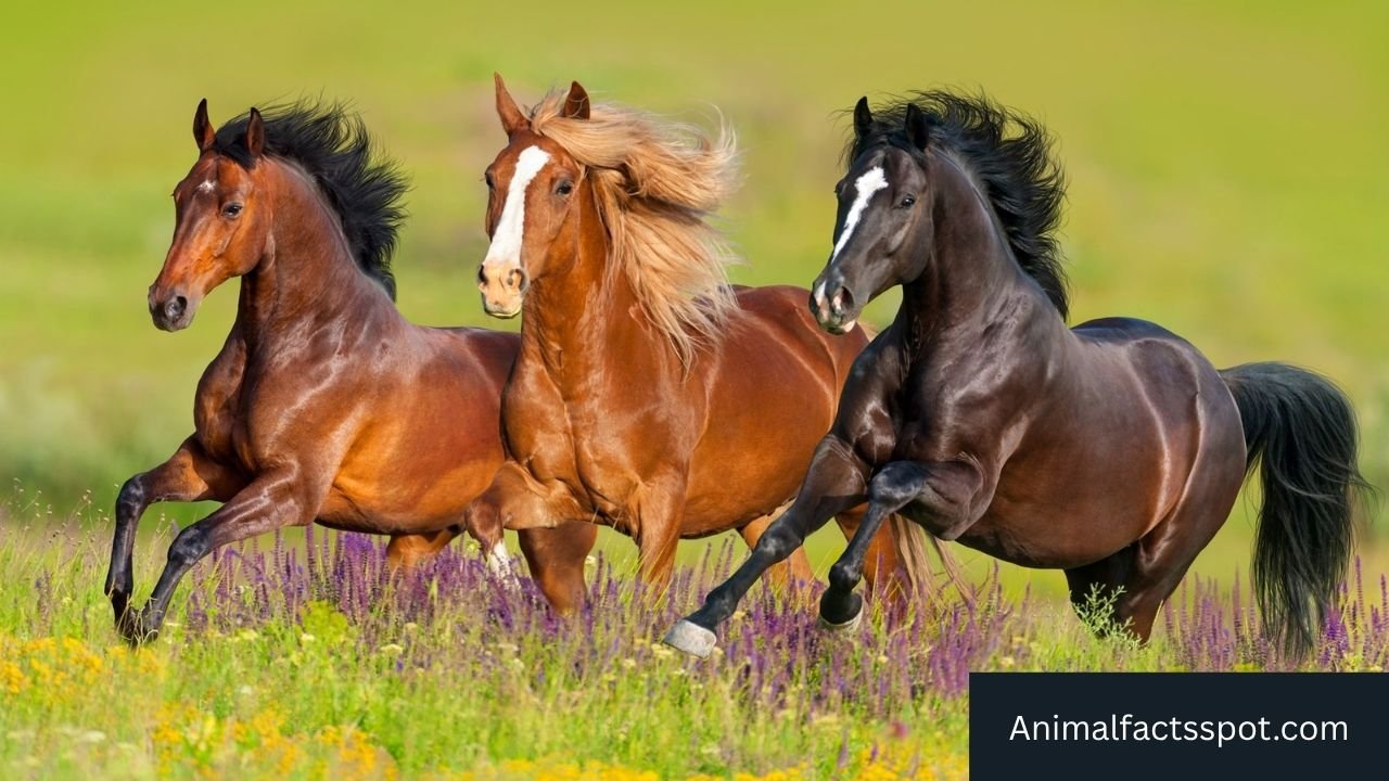 Animals Like Horses