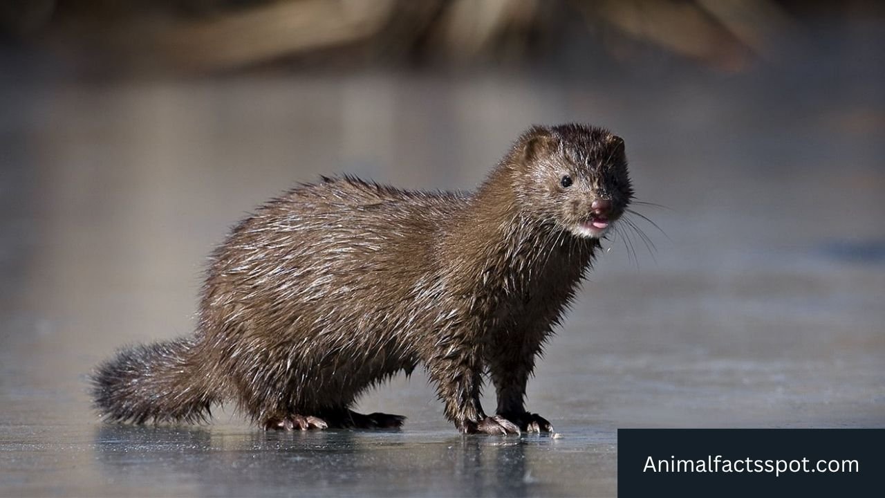 Animals Like Skunks