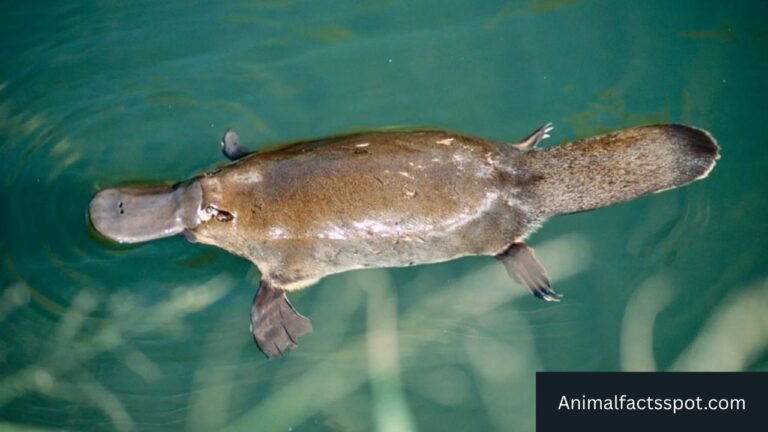 Animals That Live in Rivers