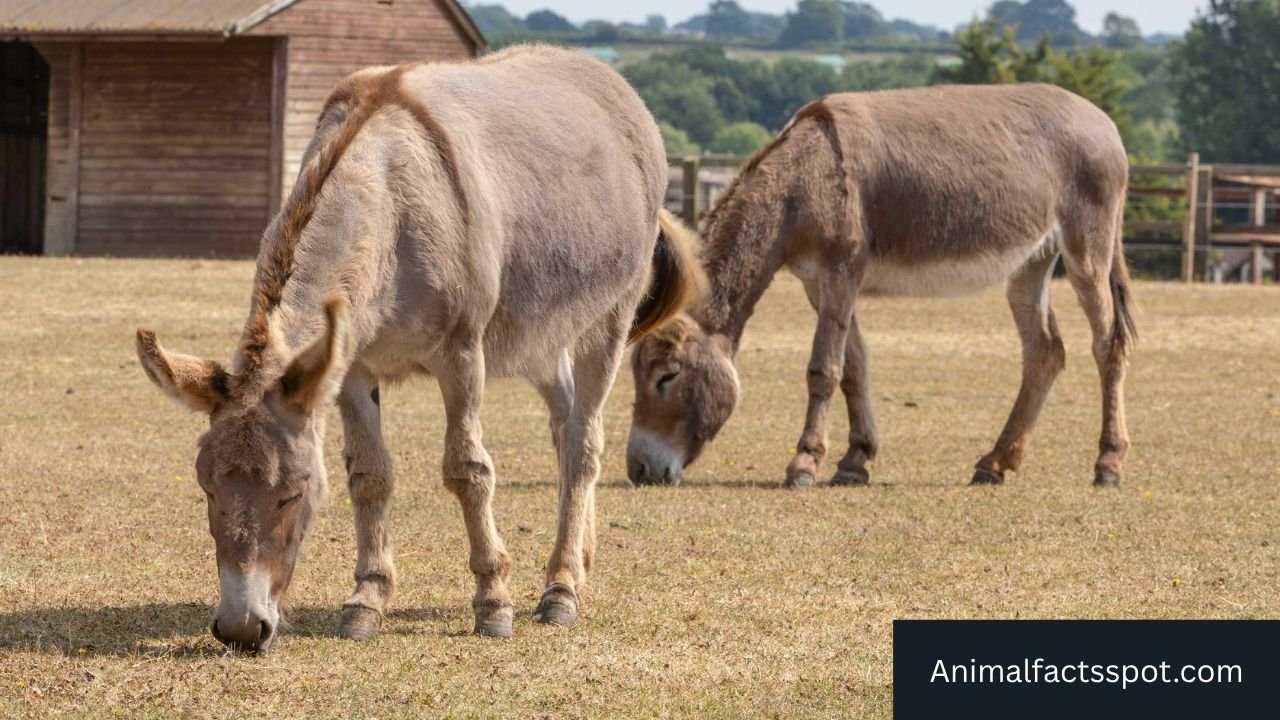Animals With Hooves