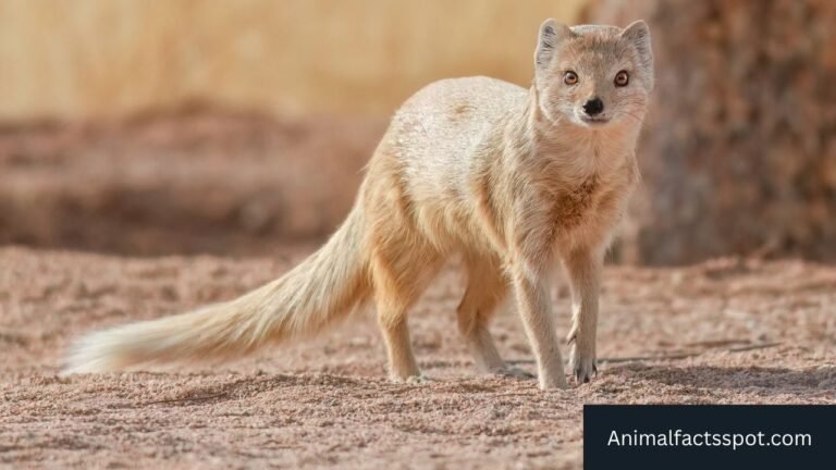 Animals like Mongoose
