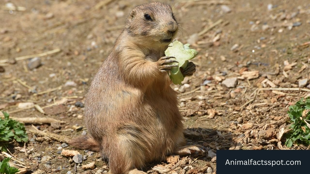 Animals like Prairie Dogs