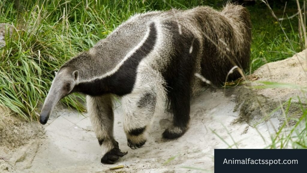 animal similar to armadillo