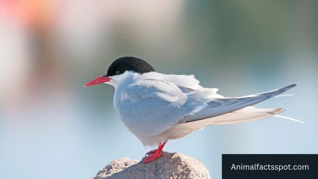 active animals name