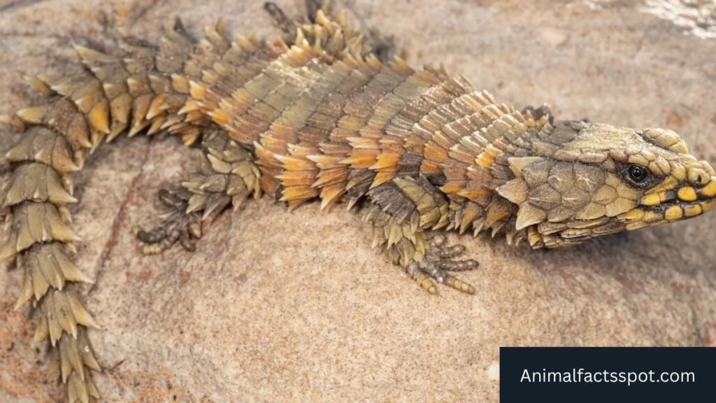 armadillo like creature