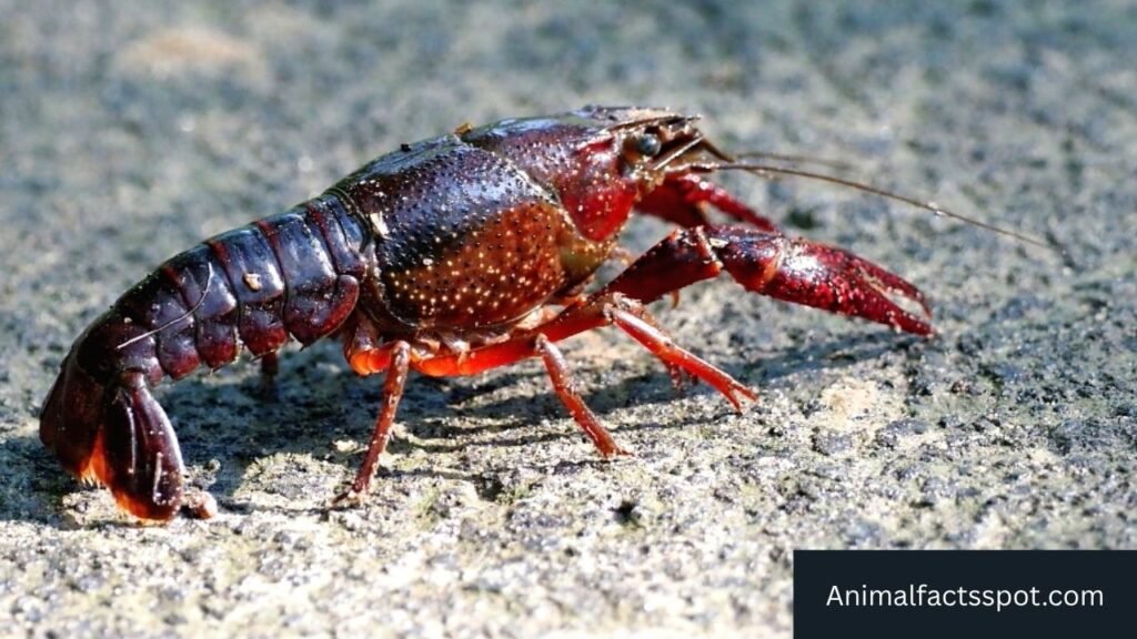 what animals live in freshwater
