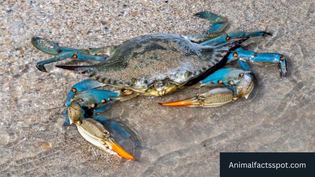 animals that live in freshwater