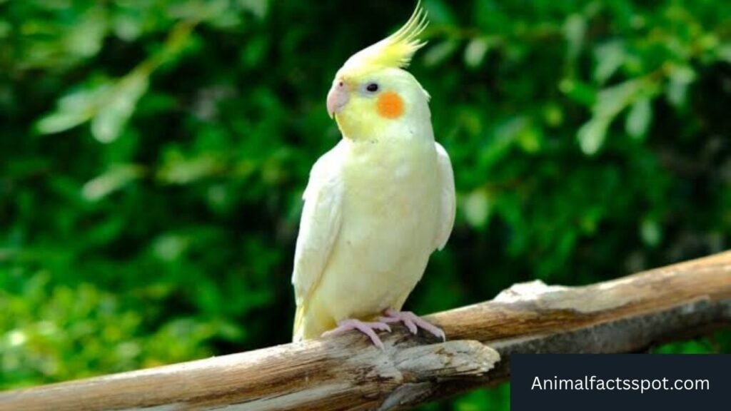 top 10 most active animals
