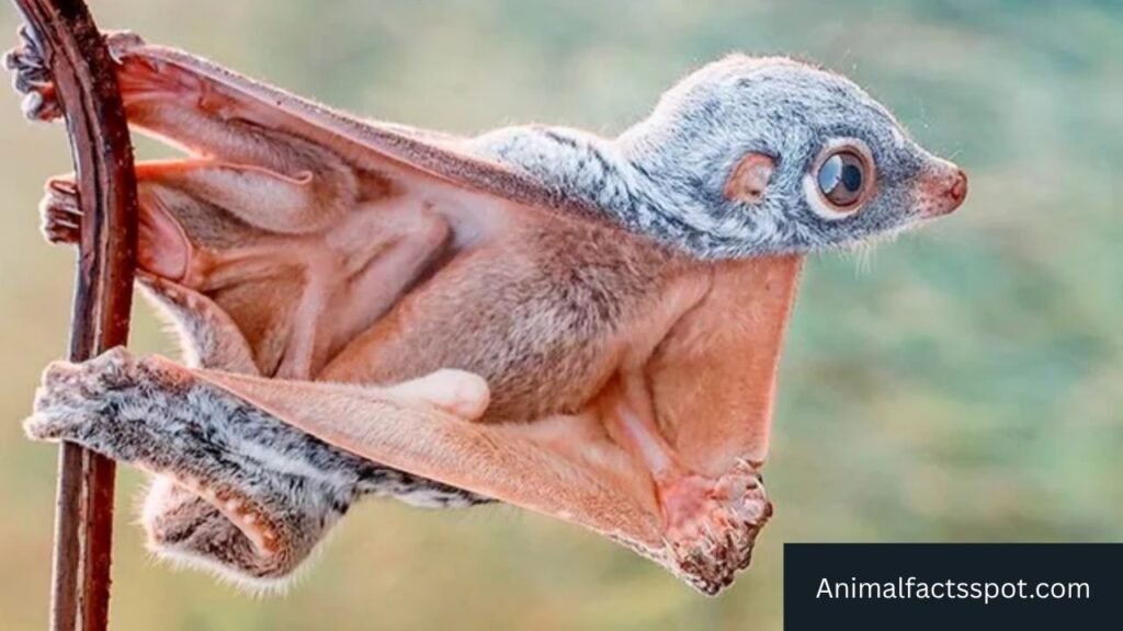 animals similar to sugar gliders
