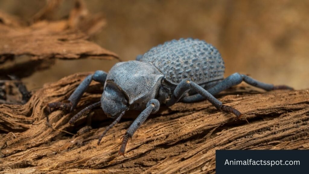 animals that look like an armadillo