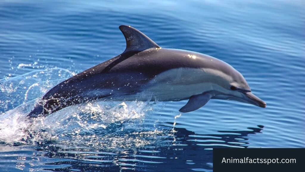 Active animals pictures