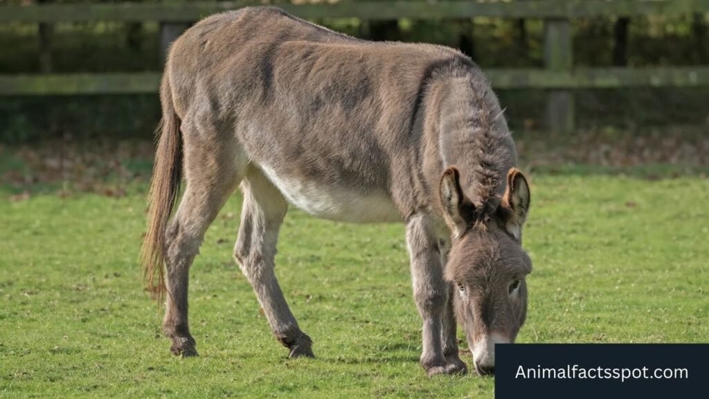Animals that are similar to horses