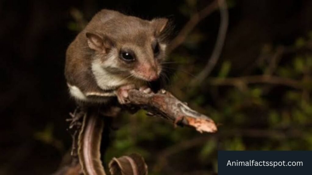 sugar glider like animals