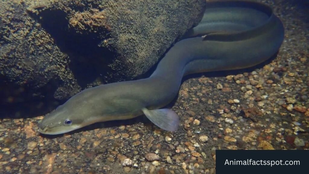 river animals
