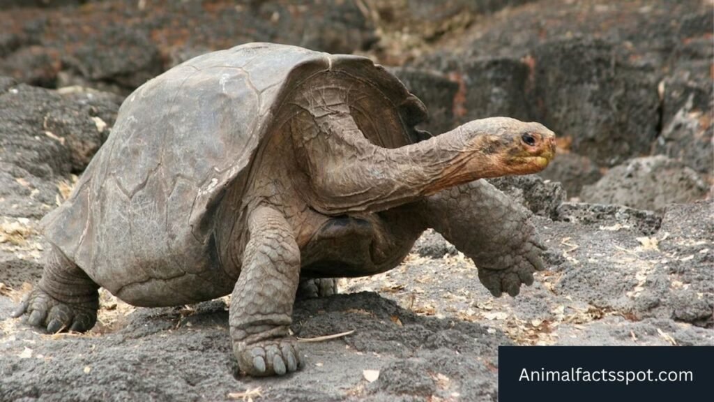 animals that look like armadillos