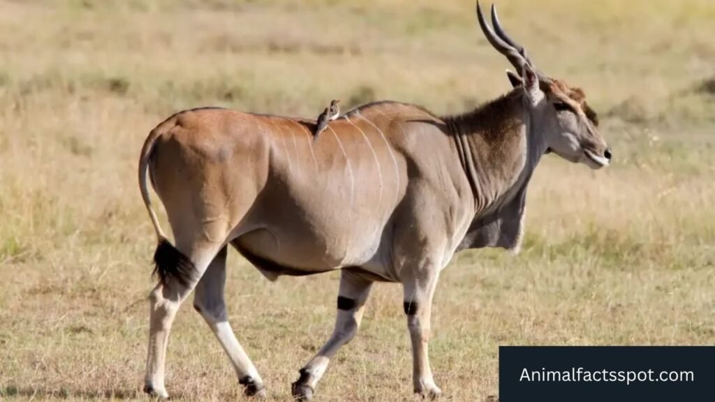 animals that have hooves