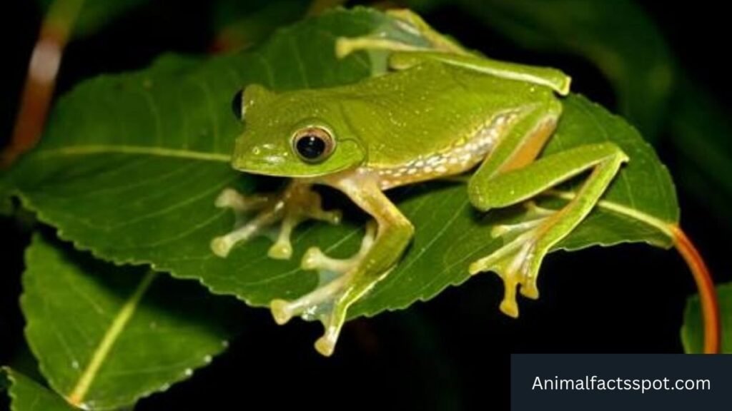 animals that look like sugar gliders