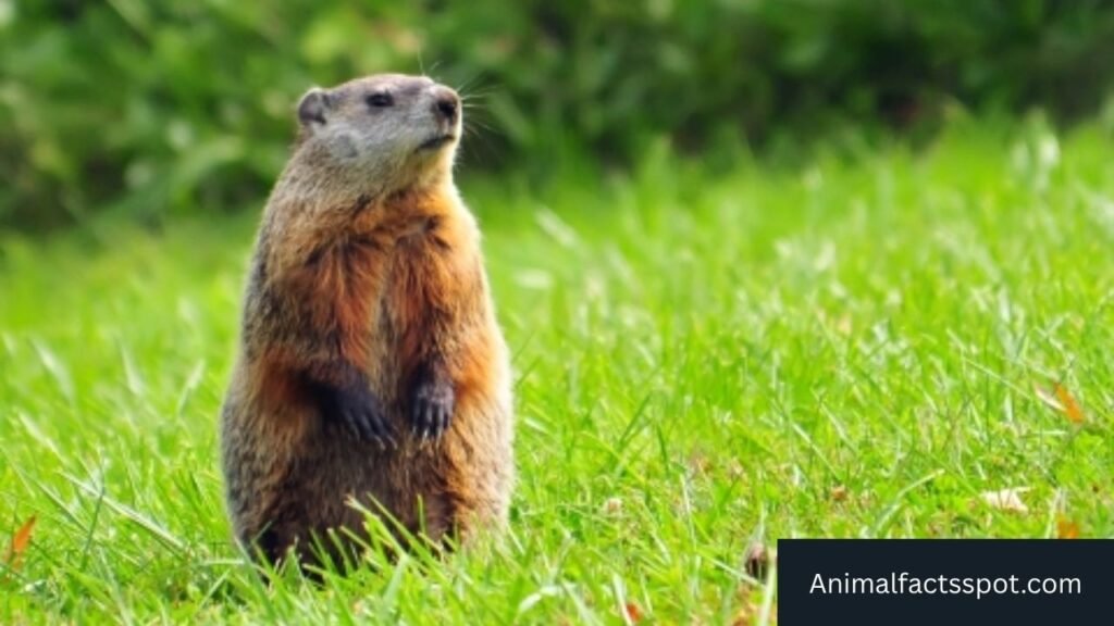 animals that look like prairie dogs