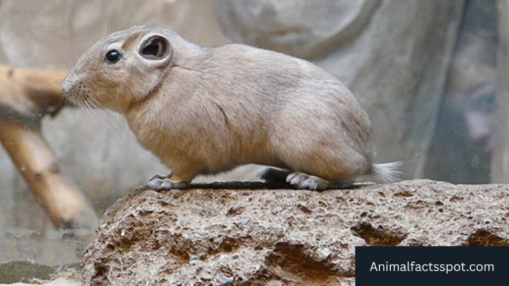 animal that looks like a small capybara