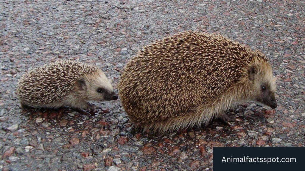 animal like armadillo