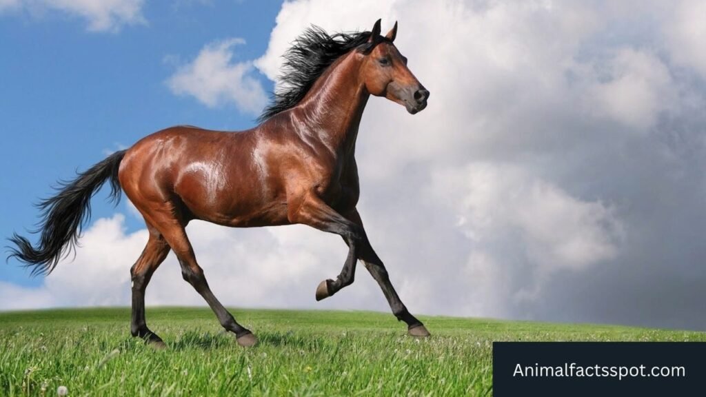 which animal has hoof
