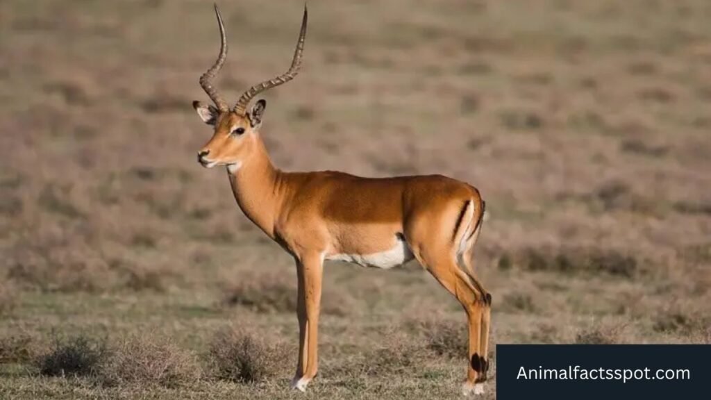 mammal with hooves