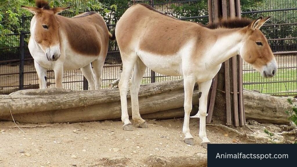 Animals similar to horses