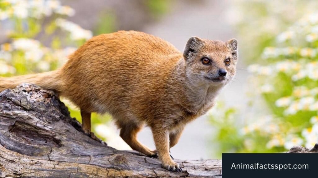 what animal looks like a skunk