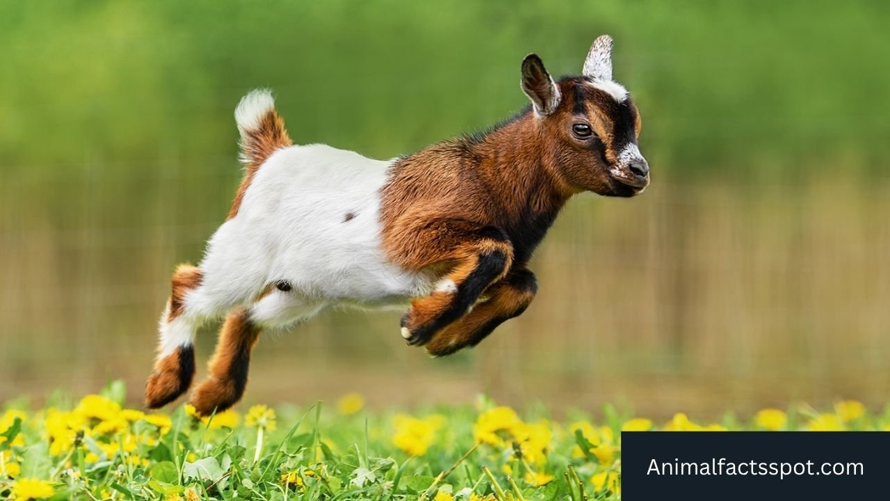 Most Active Animals in the World