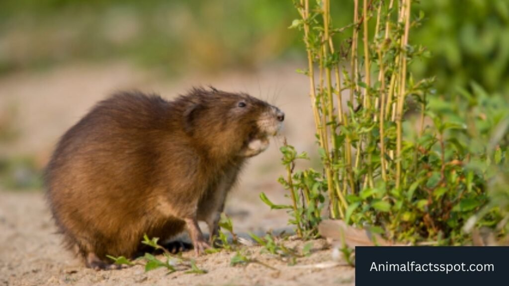 animal similar to prairie dog