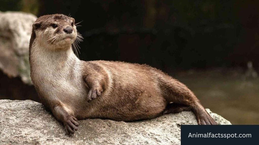 animal similar to mongoose