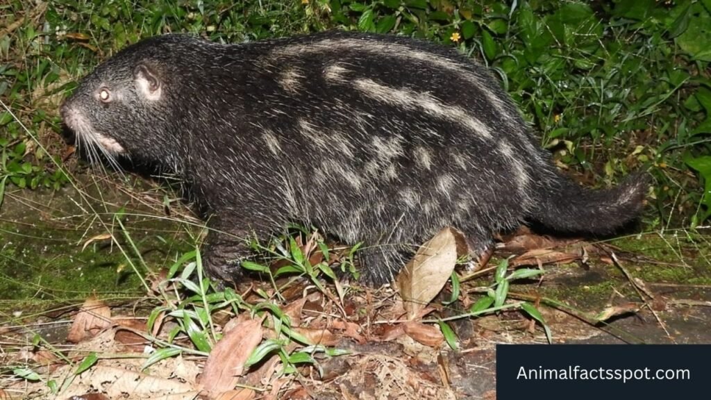 animals that look like capybara