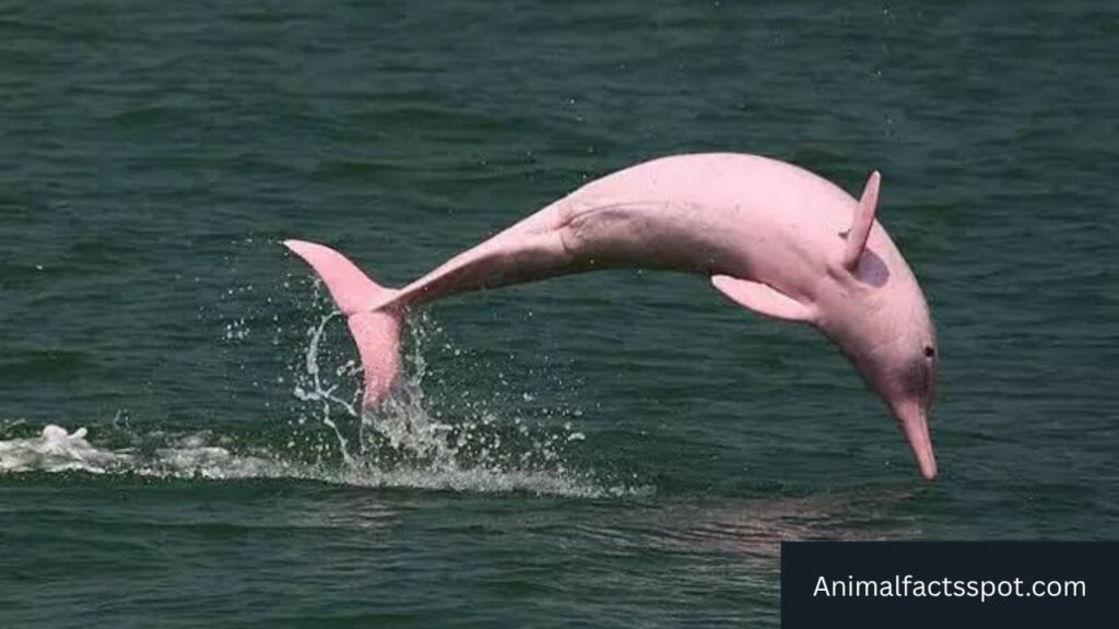 animals in freshwater