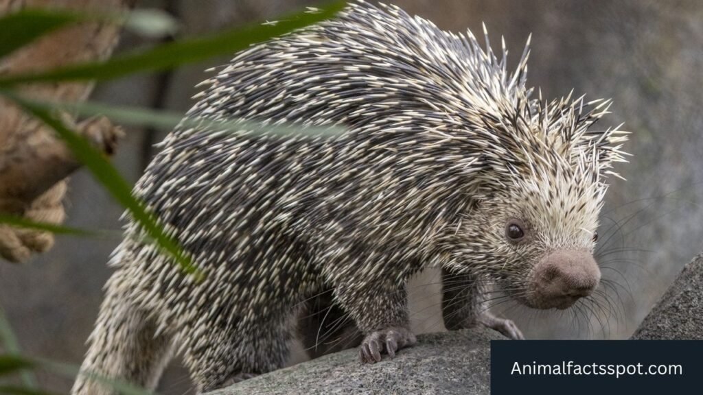 capybara similar animals
