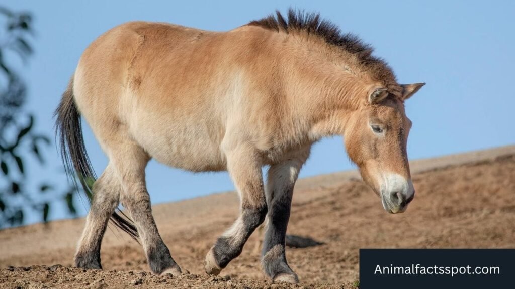 animals that look like horses