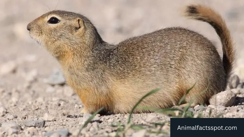animals similar to prairie dogs