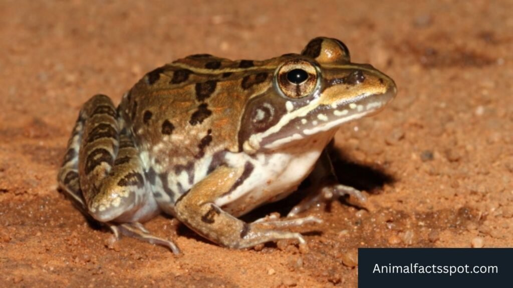 freshwater animals