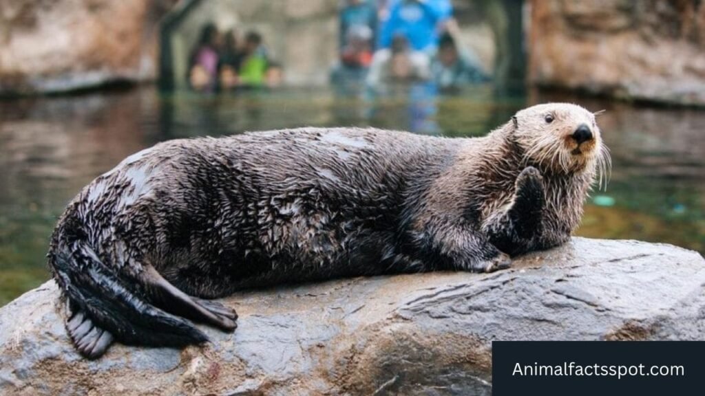most active animals on earth