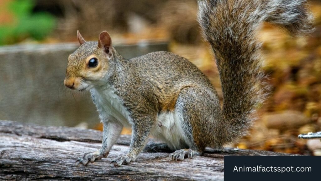 hyper active animals