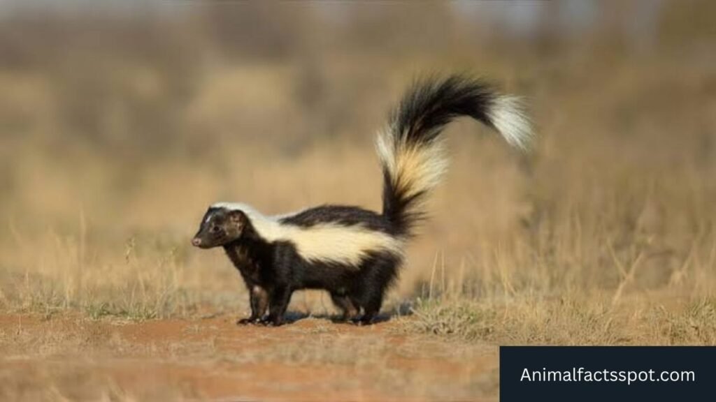 animals that look like skunks