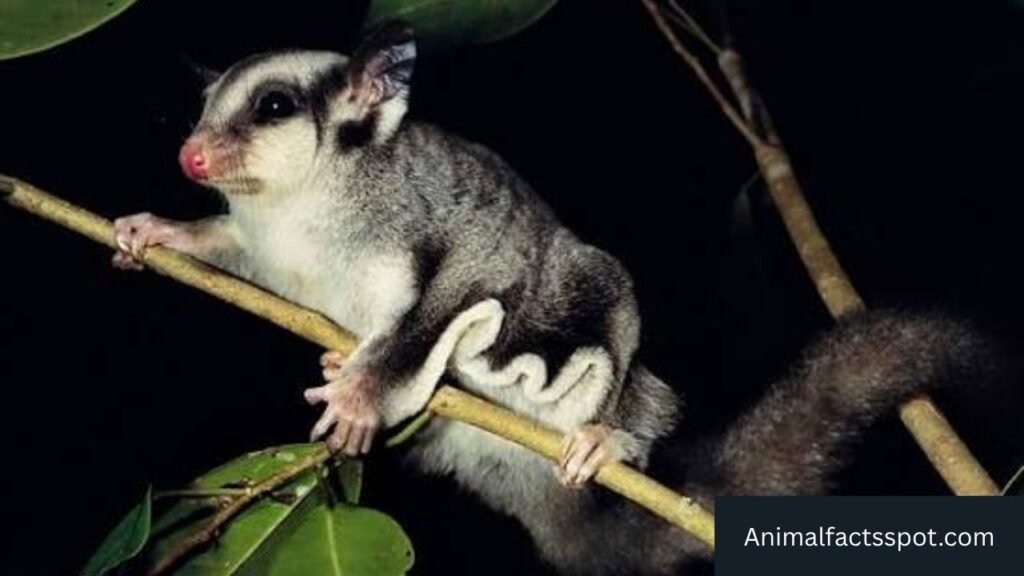 animal that looks like a sugar glider