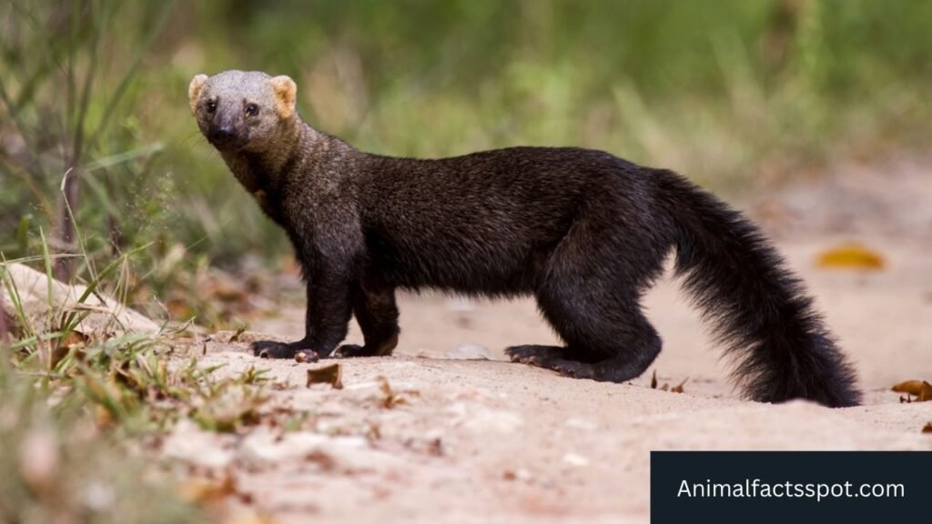 animals similar to mongoose