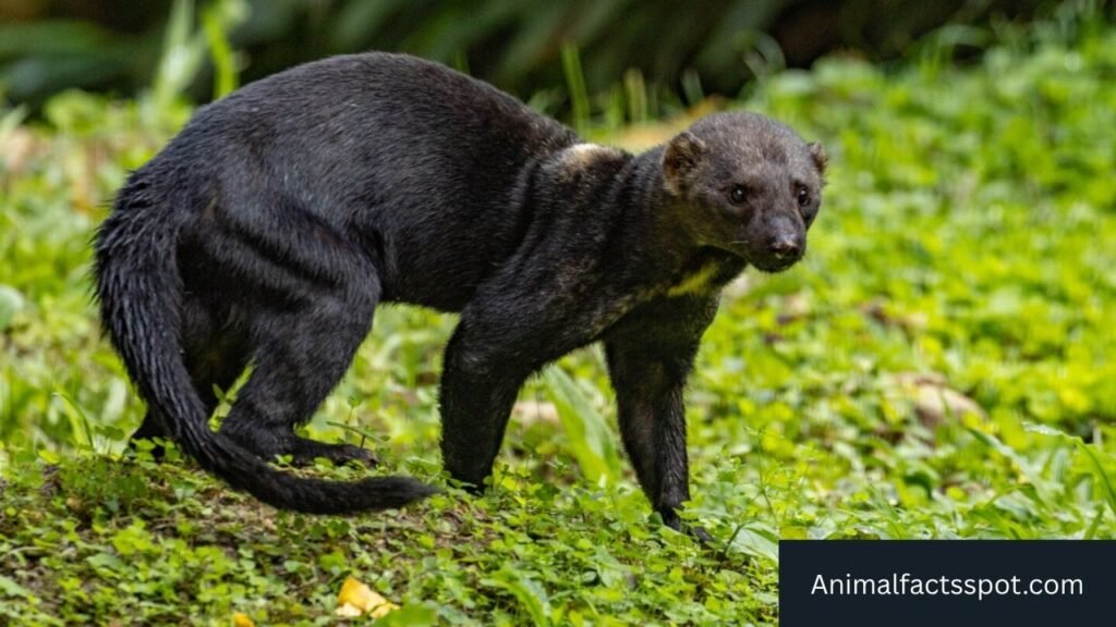 skunk like animals