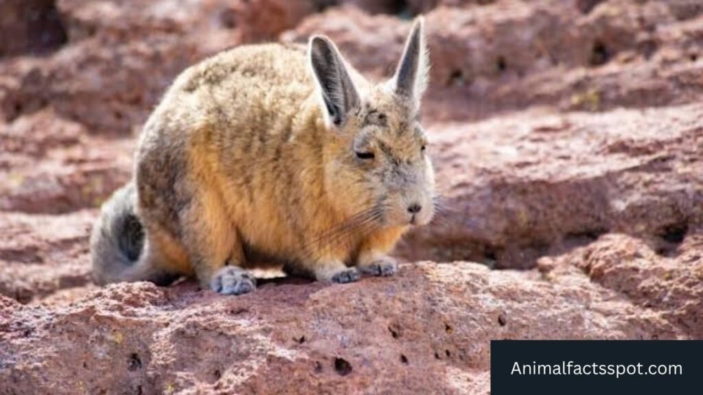 capybara looking animal
