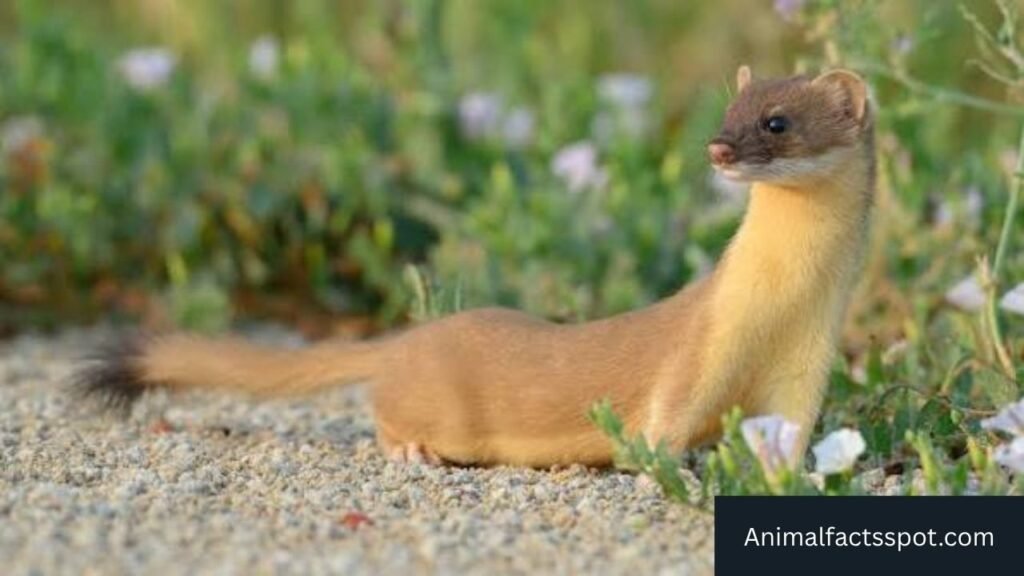 animals that look like mongoose