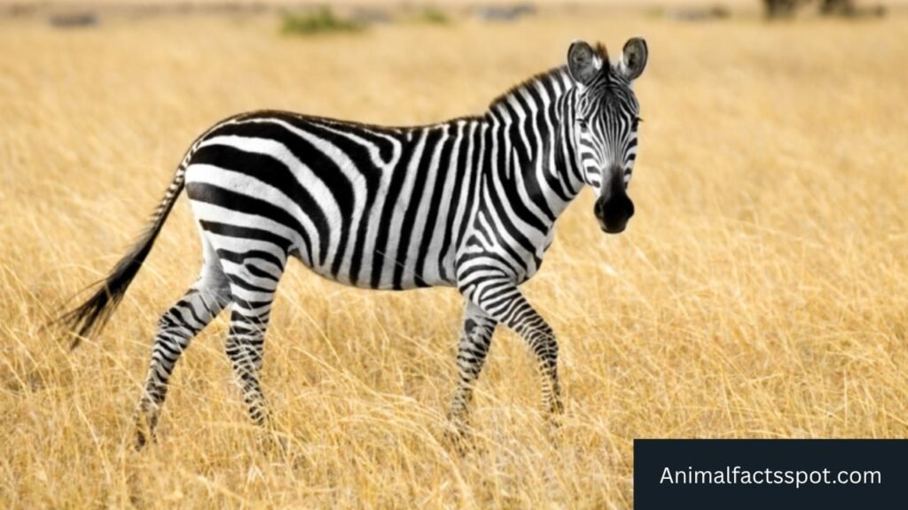 animals that are like horses